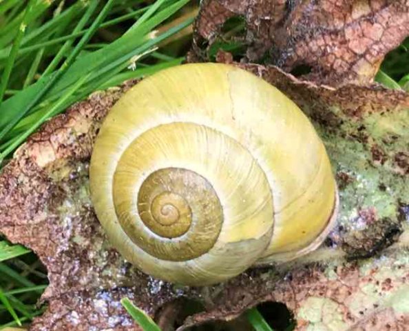 A White-lipped Snail seen in a garden in Oxford, UK.